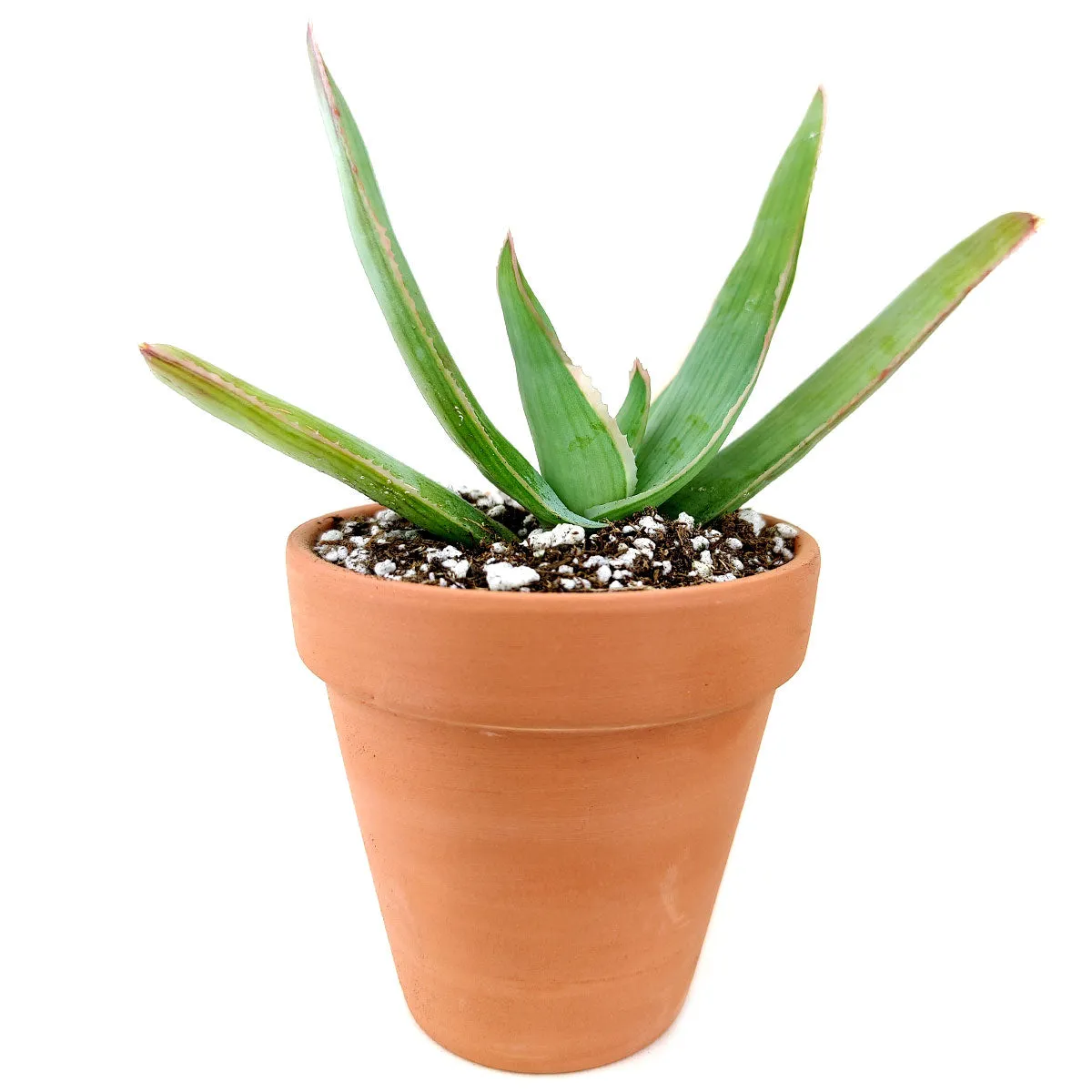 Coral Aloe Vera Striata