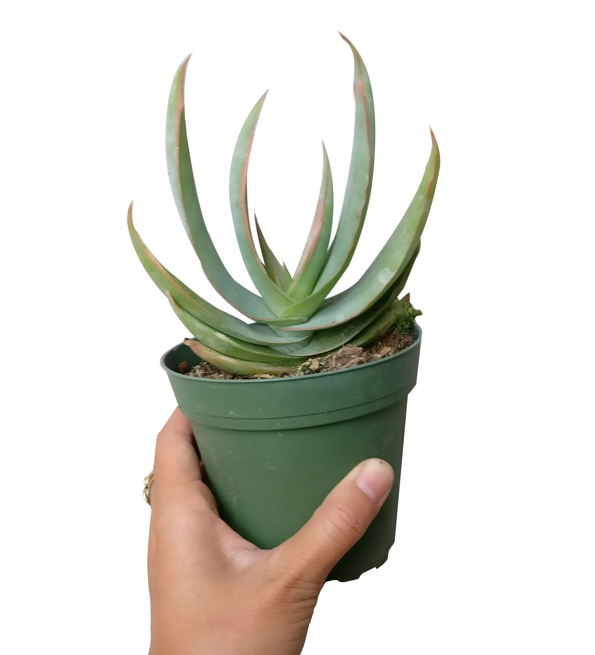 Coral Aloe Vera Striata