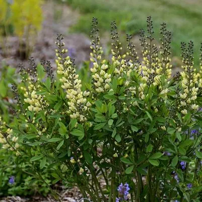 Decadence® Vanilla Cream False Indigo