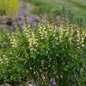 Decadence® Vanilla Cream False Indigo